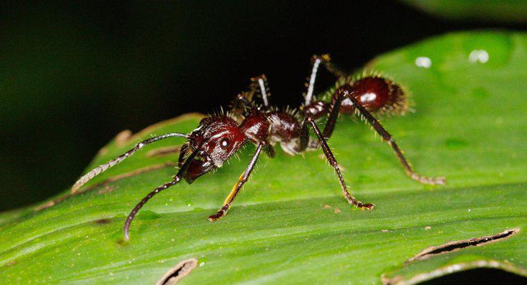 Dove vivono le formiche proiettili?