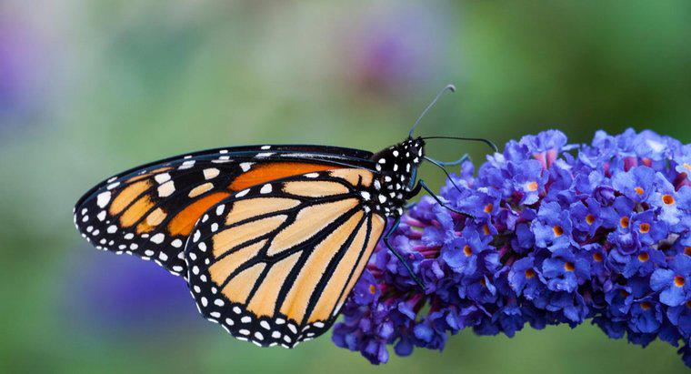 Dovrebbe essere potato un Butterfly Bush in autunno?