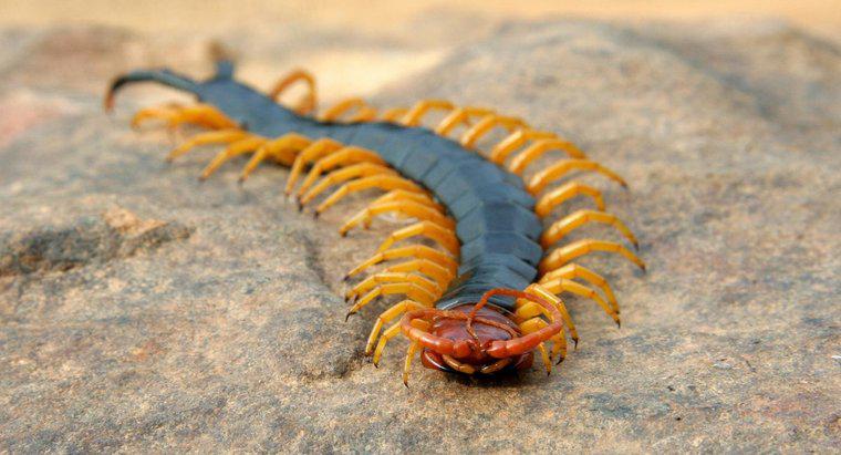 Come si muove Centipedes?