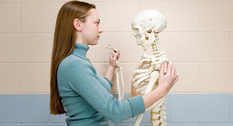 Qual è un punteggio di densità ossea normale per una donna?