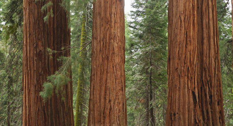 Qual è l'elenco dei parchi nazionali in California?