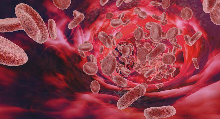 Cosa causa un alto livello di proteine ​​nel sangue?