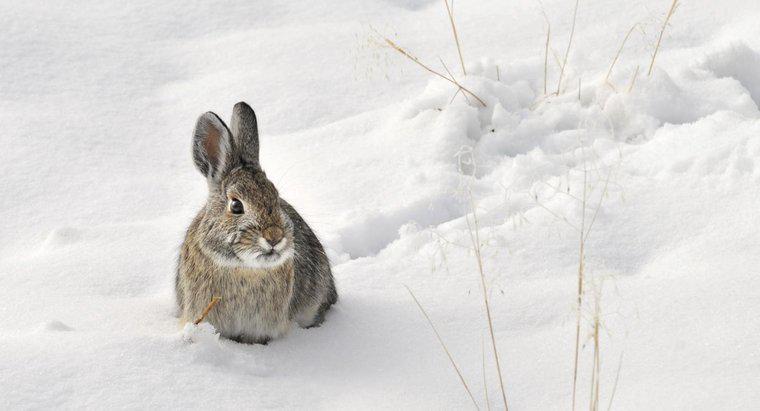 I conigli vanno in letargo in inverno?