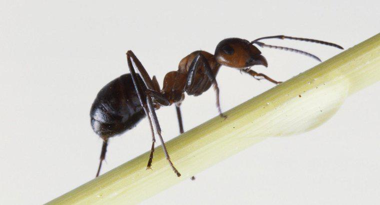 Qual è un buon trattamento per le punture di formiche di fuoco?