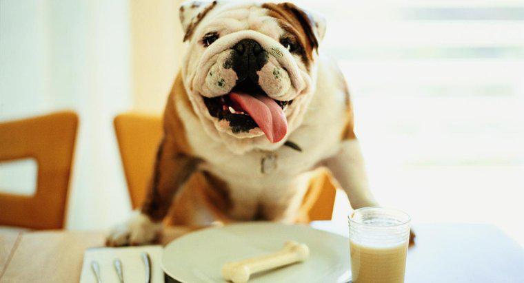 Il latte è buono per i cani?