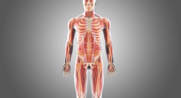 Qual è l'osso più grande nel corpo umano?