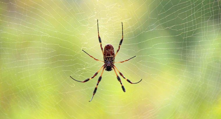 Quali sono i segni rivelatori sulla pelle dai morsi di ragno?