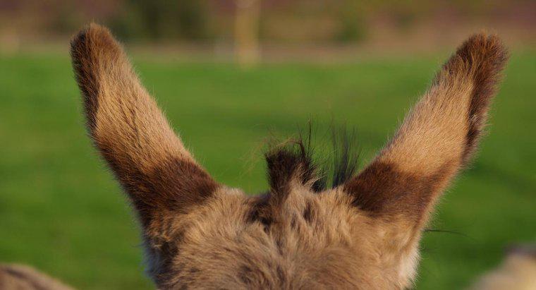 Come si fanno le orecchie di asino?