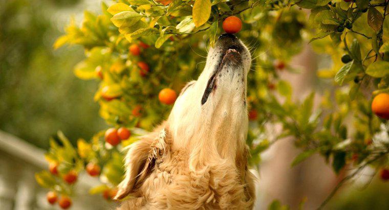 Quali frutti sono tossici per i cani?