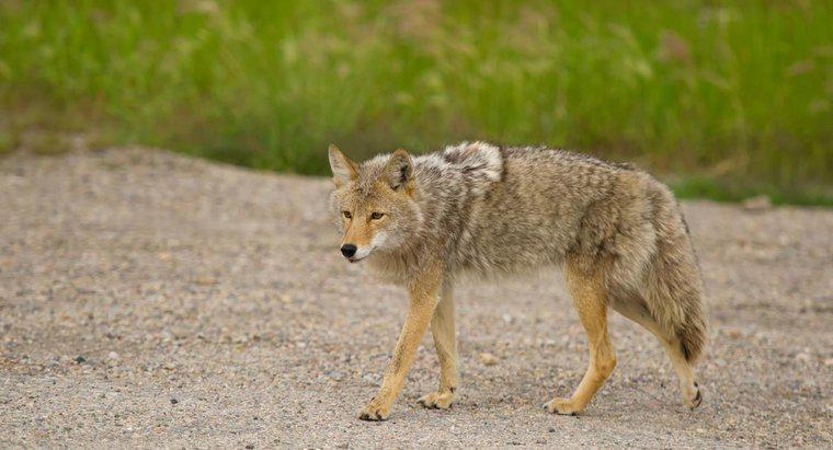 I coyote hanno nemici?
