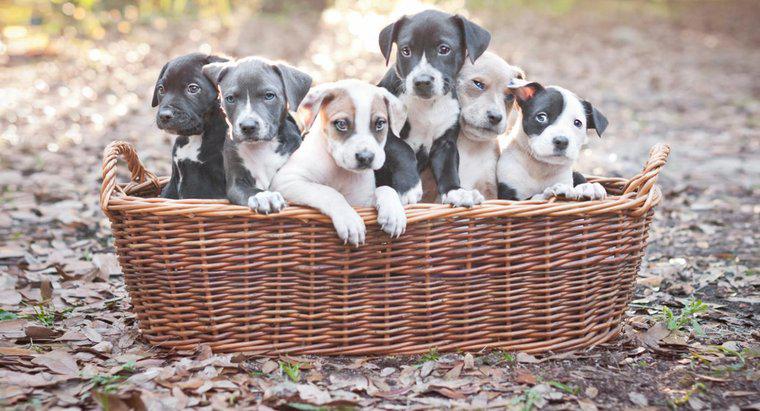 Qual è il miglior cibo per cani per cuccioli Pitbull?