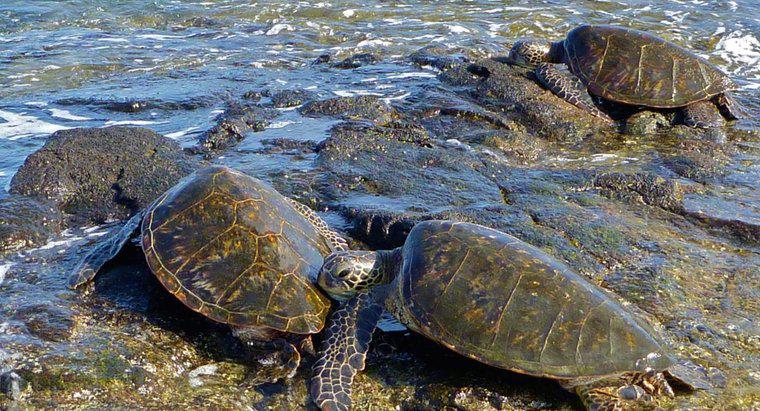 Come si chiama un gruppo di tartarughe marine?