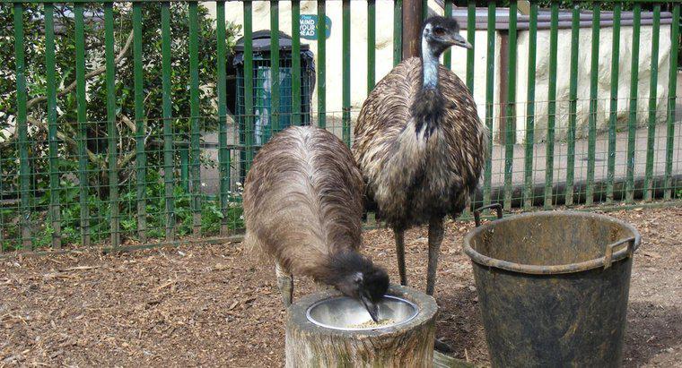 Cosa mangia Emus?