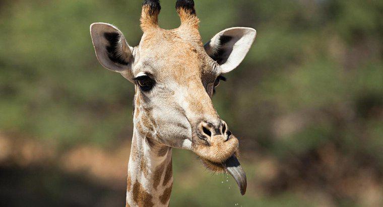 Di che colore è la lingua di una giraffa?
