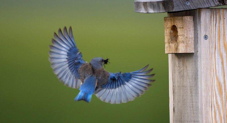 Qual è il significato simbolico di un uccello azzurro?