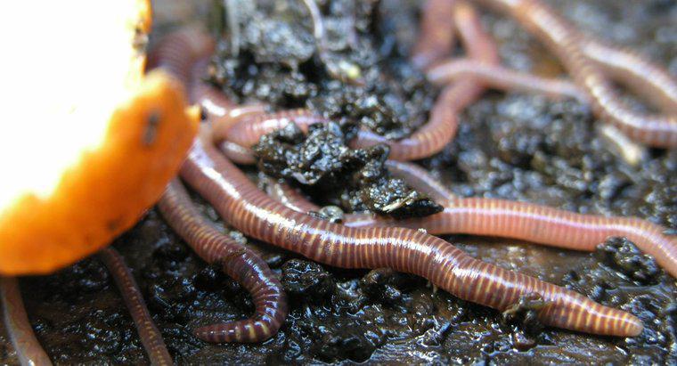 Quali sono le caratteristiche dei vermi segmentati?