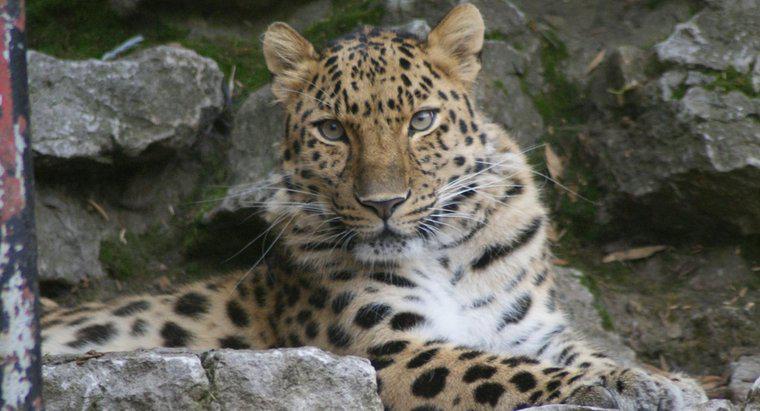 Dove si trova il leopardo dell'Amur nella catena alimentare?