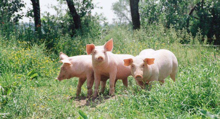 Cos'è chiamato un gruppo di porci?