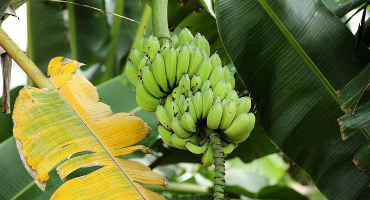 Qual è il nome scientifico di una banana?
