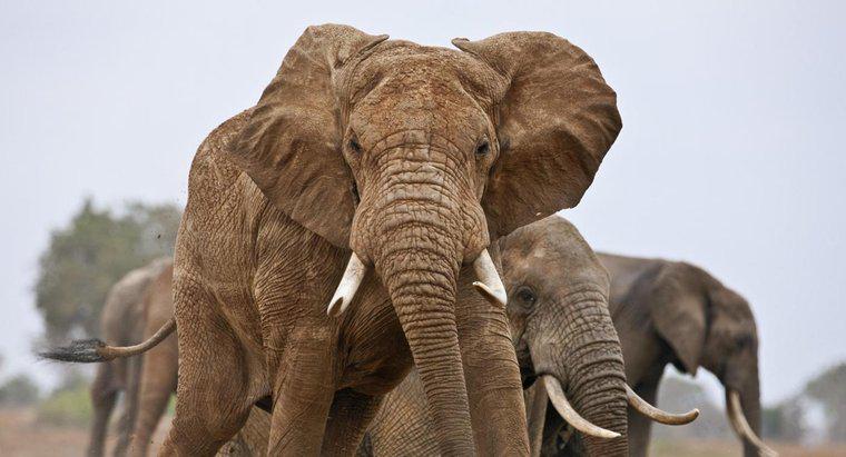Quanti elefanti ci sono nel mondo?