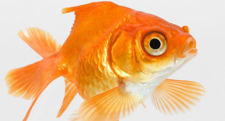 Perché il mio Goldfish gulping Air?