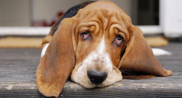 Qual è il dosaggio di ibuprofene raccomandato per i cani?