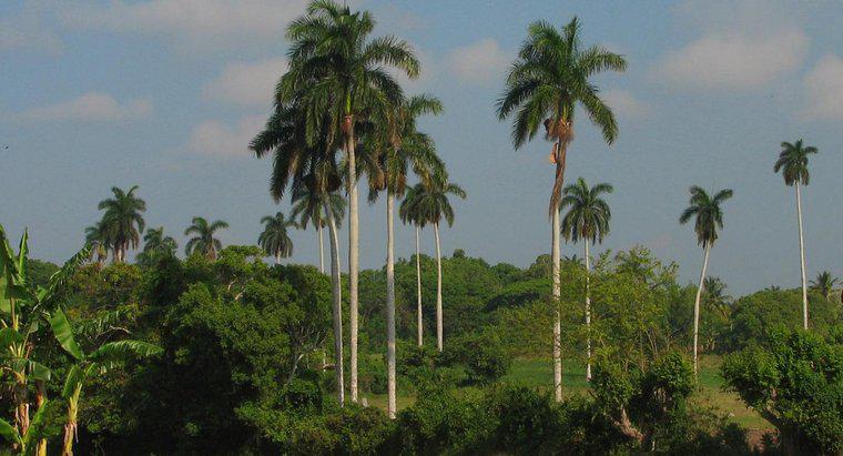 Come ti preoccupi per i Queen Palm Trees?