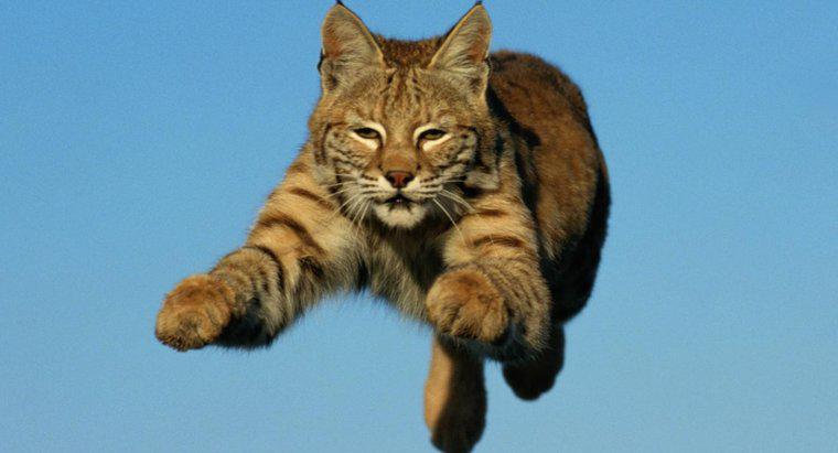 Quanto velocemente può correre un gatto selvatico?