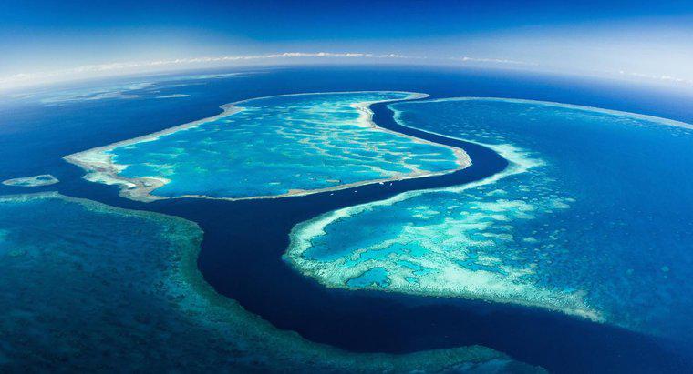 Quanto dura la Grande Barriera Corallina?