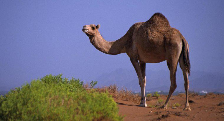 Cosa viene memorizzato in una grana di cammello?