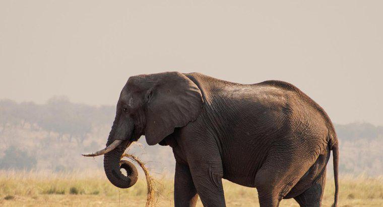 Qual è l'elefante più grande?