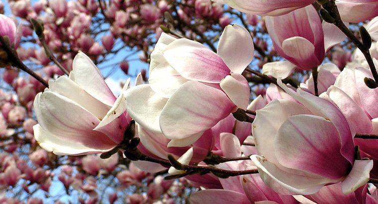 Come si ritaglia un albero di magnolia?