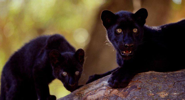 Dove vivono le Black Panthers?