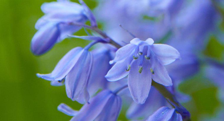 Quando fioriscono i bluebells?