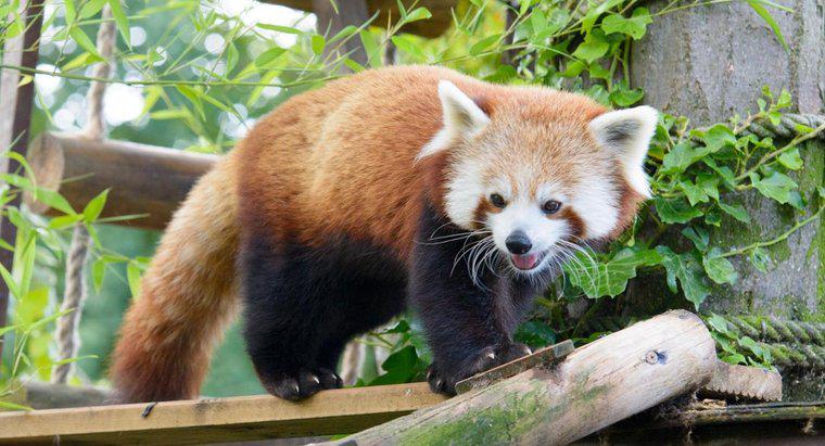 Che aspetto hanno Firefox o Panda rossa?