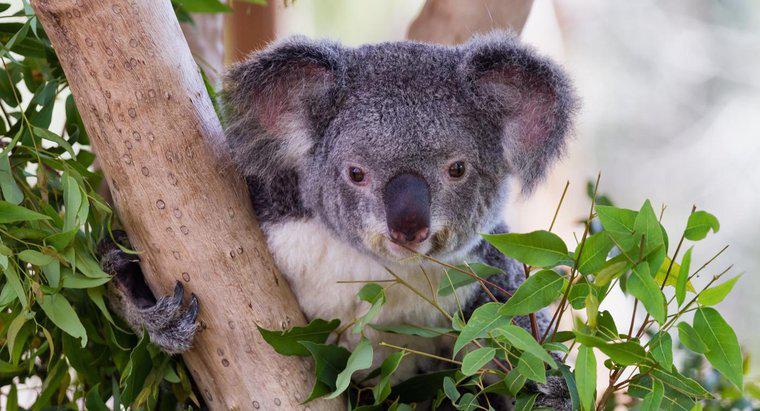 I Koala mangiano il bambù?