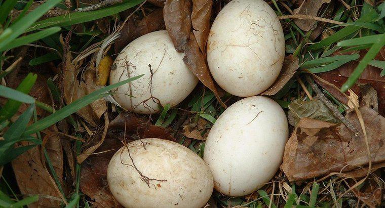 Come ti preoccupi per un uovo di uccello non fracassato?
