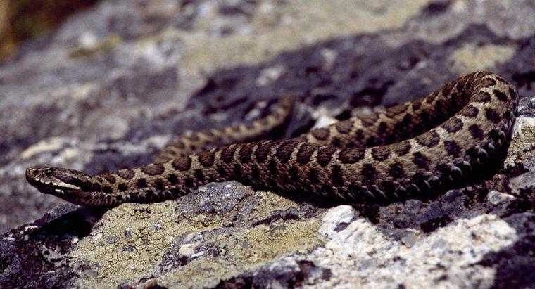 Ci sono serpenti velenosi in Italia?