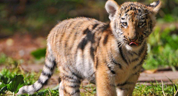Quanto tempo impiega una tigre a formare l'utero?