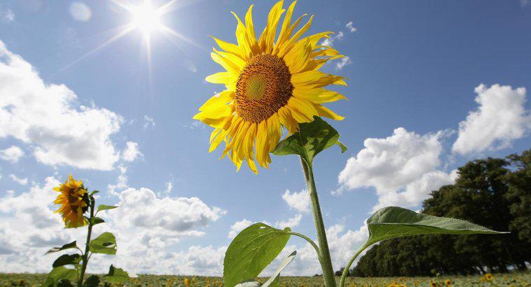 Quale energia per cento del sole utilizza le piante?