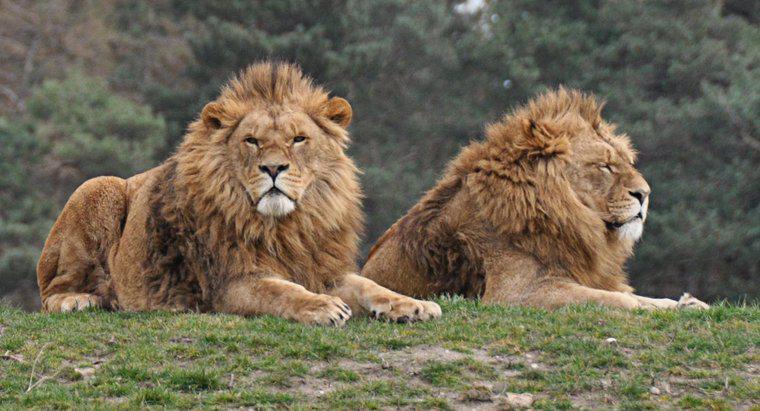 Quanti sono i Lions nel mondo?