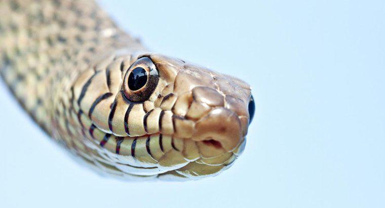 Quanti serpenti ci sono nel mondo?