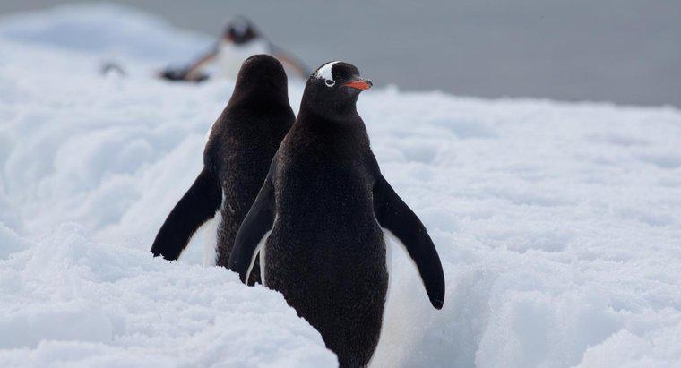 Dove vivono i pinguini in natura?