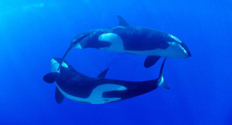 Qual è l'habitat di Killer Whale?