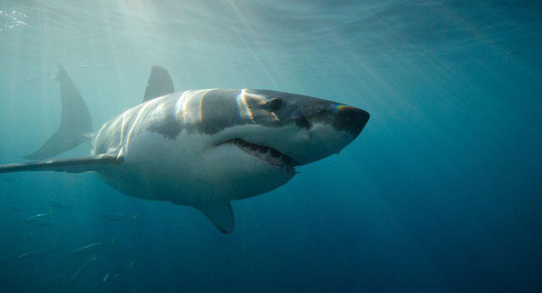 Quanto può un grande squalo bianco nuotare?