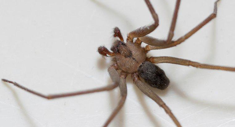 Che aspetto ha un morso di ragno da moro marrone?
