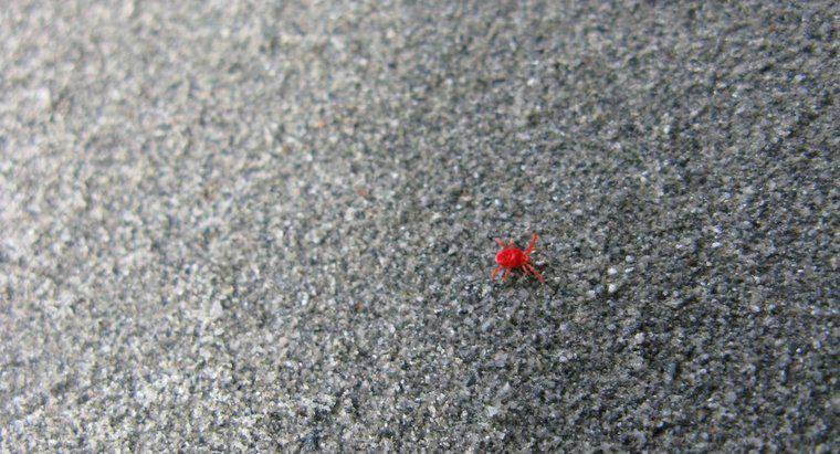 Gli acari del ragno rosso mordono gli umani?