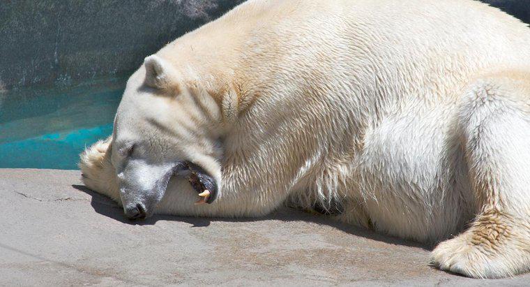 Perché gli orsi polari hanno grandi zampe?
