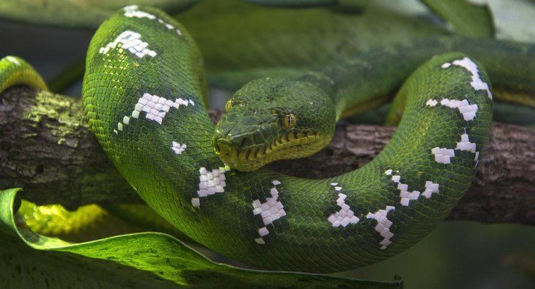 Qual è il nome scientifico di un serpente?