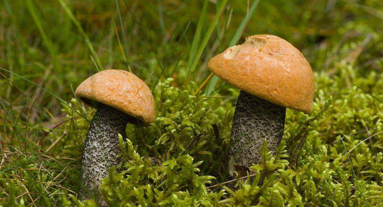 Quali sono alcuni comuni funghi autunnali del Michigan?